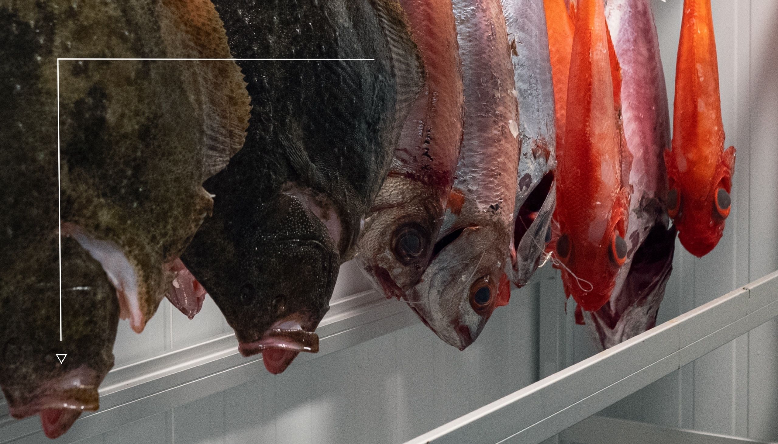 Pescados. Albanta Cocina de Leña