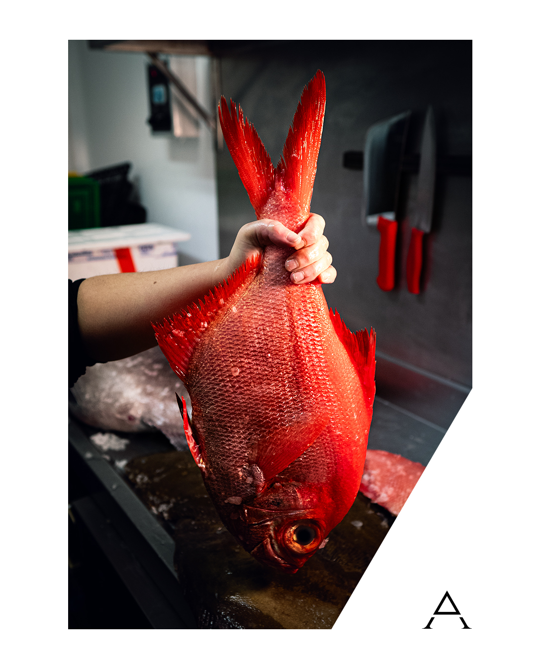 Palometa roja salvaje en cocina de Albanta Cocina de Leña, Pontevedra