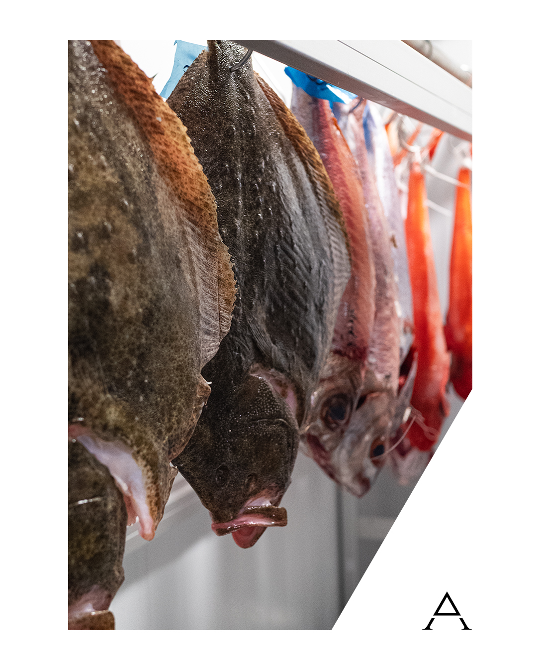 Pescado salvaje de temporada en Albanta Cocina de Leña, Pontevedra